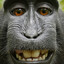 Mr. Monkey