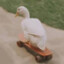 skate duck