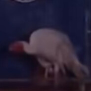 Pavo de Don Gilberto