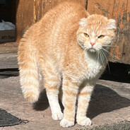 twitch/odnocel0e - steam id 76561199083248680