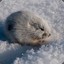 lemming