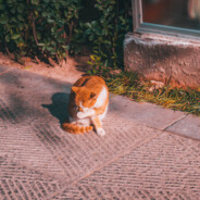 Siêu Nhân Sịp Đỏ