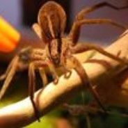 Aracknid1