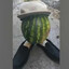Капитан Арбуз