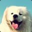 samoyed