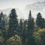 Cypress