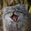 manul