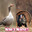SILLY GOOSE GAMING