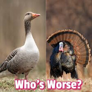 SILLY GOOSE GAMING