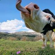 Cow Nuts