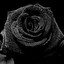 _AreS_BlaCkRosE