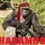 Harambo