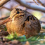 American Woodcock