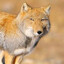 Tibetan Fox コ
