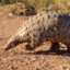 Double Pangolin