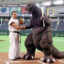 Gojira