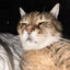 Down To My Last Racist Cat