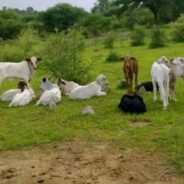 мычу как корова.