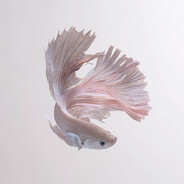 fisken