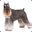 Schnauzer