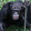 AYUMU the chimpanzee