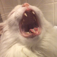 гавкающий кот