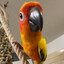 Steam avatar