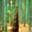 BambooShoot_WSH