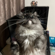 Big Avatar