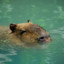 niftycapybaras