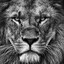 The Lion