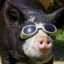 boar