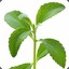 Stevia