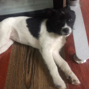 ☯𝓕𝓞𝓜𝓞 ☯丶D