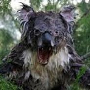 Freaky Koala