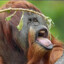 Down_Syndrome_Orangutan