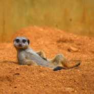 GaLaNi1 - steam id 76561199098050363