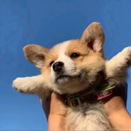 我是一只小青蛙倒地就喊挂挂挂