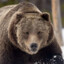 Grizzly Bear