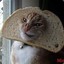 Inbred Cat