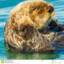Haariger Otter