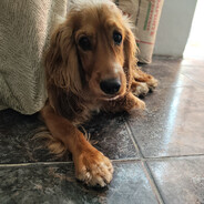 Cocker Spaniel Angela - steam id 76561197962197973