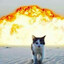 cat walking away from explosion