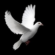 李靓仔，不接受反驳