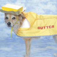 ButterDog