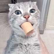 çŤрAχ avatar