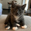 Catty