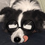 Dumb Mutt