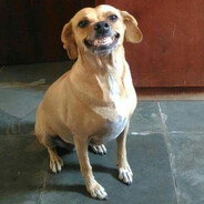 cachorro caramelo