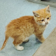 让我看看你爷爷的恋人